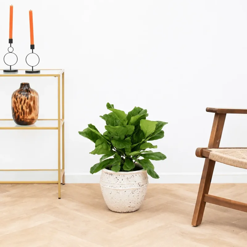 Ficus Lyrata struik - 60 cm | Net gelanceerd