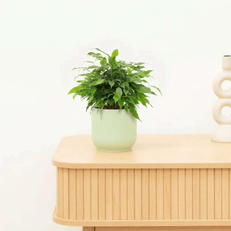 Nog enkele stuks - Ficus Benjamina op stam ‘Green Kinky‘ - 30 cm