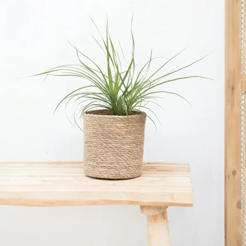 Beaucarnea Recurvata ‘Nolina‘ - 25 cm | Snelle levering