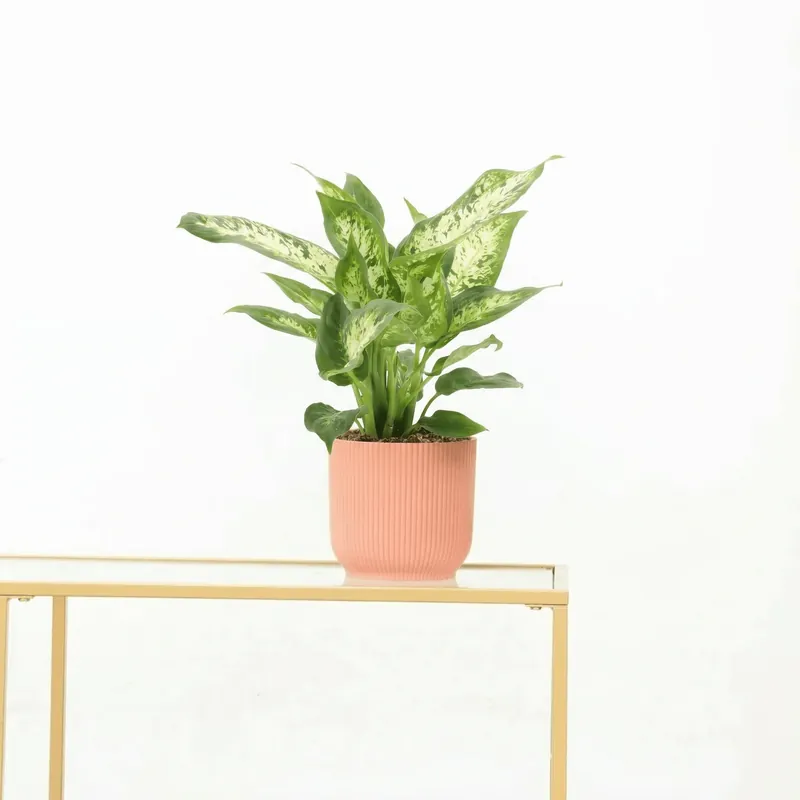 Veel gekozen | Dieffenbachia ‘Compacta‘ - 35 cm