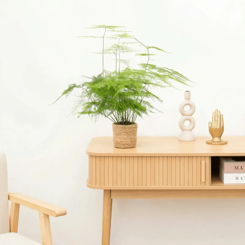 Premium - Asparagus Setaceus ‘Plumosus‘ - 30 cm
