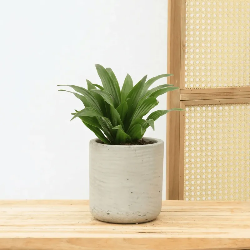 Dracaena fragrans - 25 cm - Direct kopen