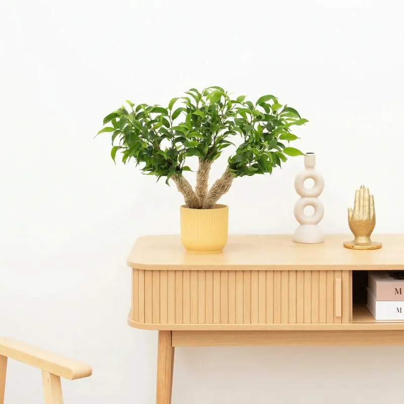 Ficus benjamina multi stam - 35 cm - Klantfavoriet