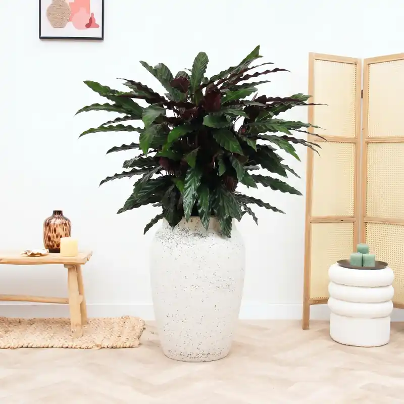 Favoriet van klanten | Calathea rufibarba ‘Wavestar‘ - 90cm