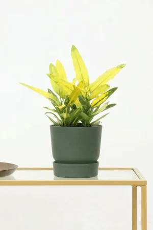 Voeg toe aan winkelwagen | Codiaeum variegatum ‘Sunny Star‘ - 30 cm
