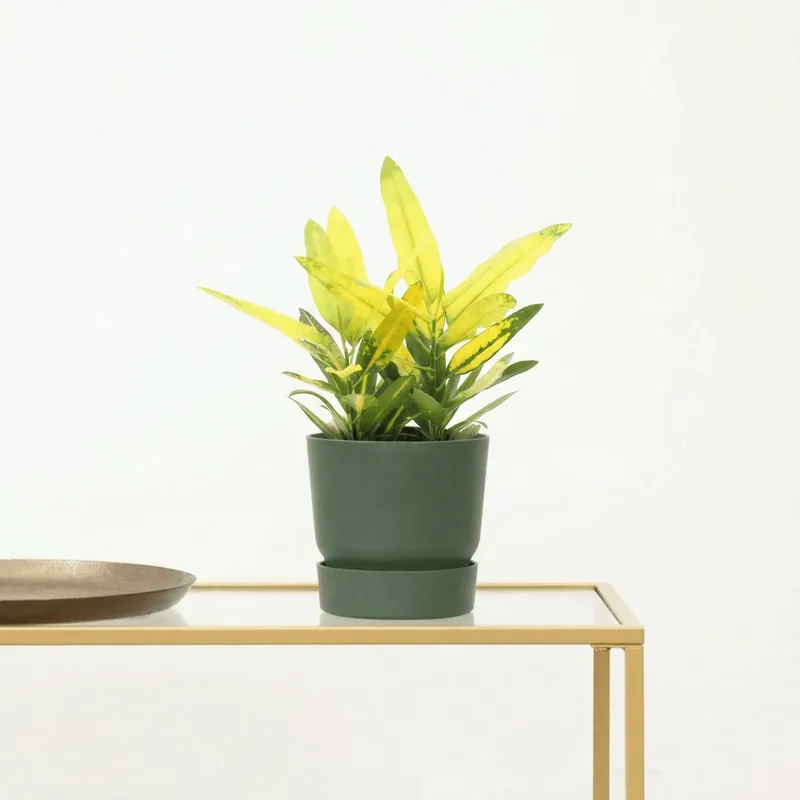 Voeg toe aan winkelwagen | Codiaeum variegatum ‘Sunny Star‘ - 30 cm