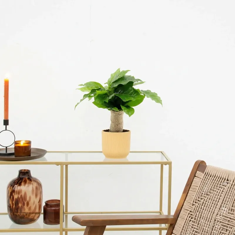 Trending - Coffea arabica met jute stam - 25 cm