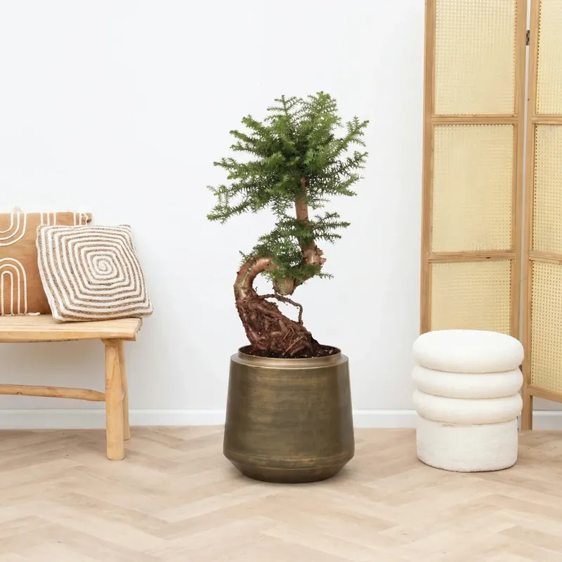 Veel gevraagd | Araucaria Bidwillii bonsai S-vorm - 80cm