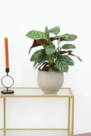 Zeer goed beoordeeld | Calathea Compactstar - 40 cm