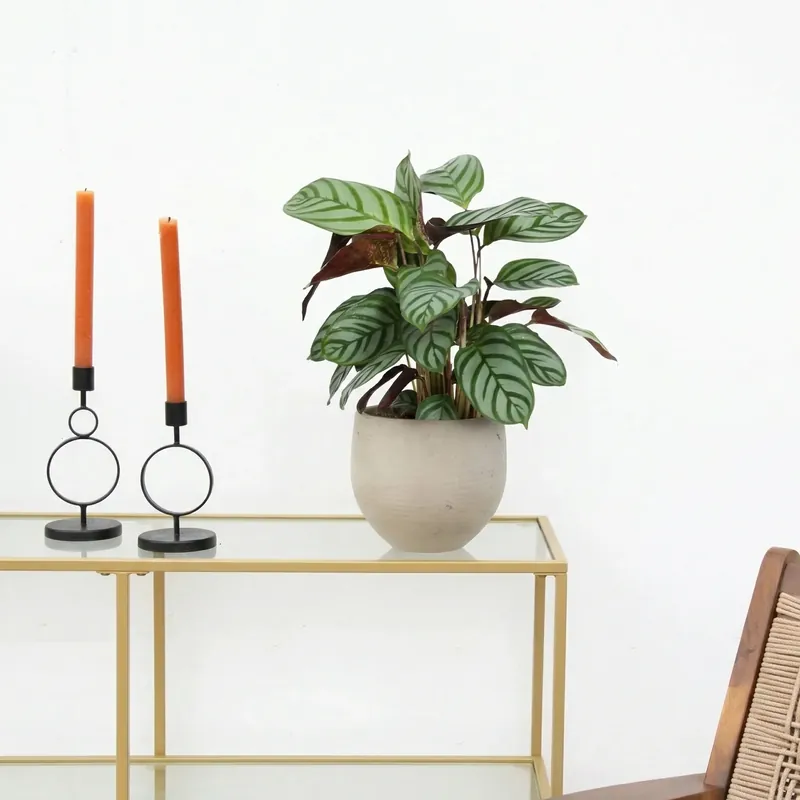 Zeer goed beoordeeld | Calathea Compactstar - 40 cm