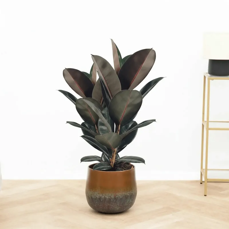 Shop nu | Ficus Abidjan struik - 90 cm