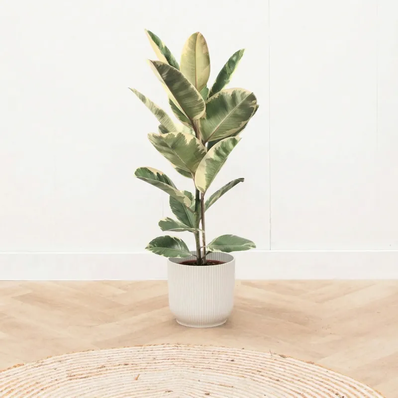 Ficus Tineke struik - 90 cm | Bespaar nu