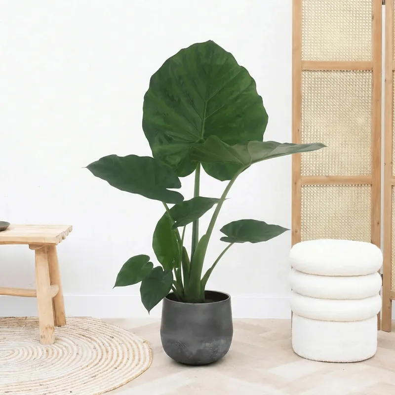 Extra korting - Alocasia Macrorrhiza - 70 cm