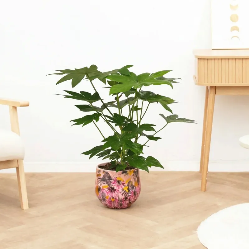 Klaar voor verzending | Fatsia japonica - 70 cm