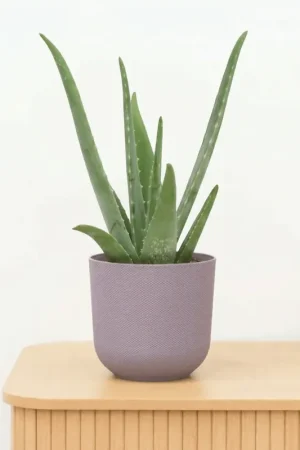 Aloe Vera - 40 cm | Koop vandaag