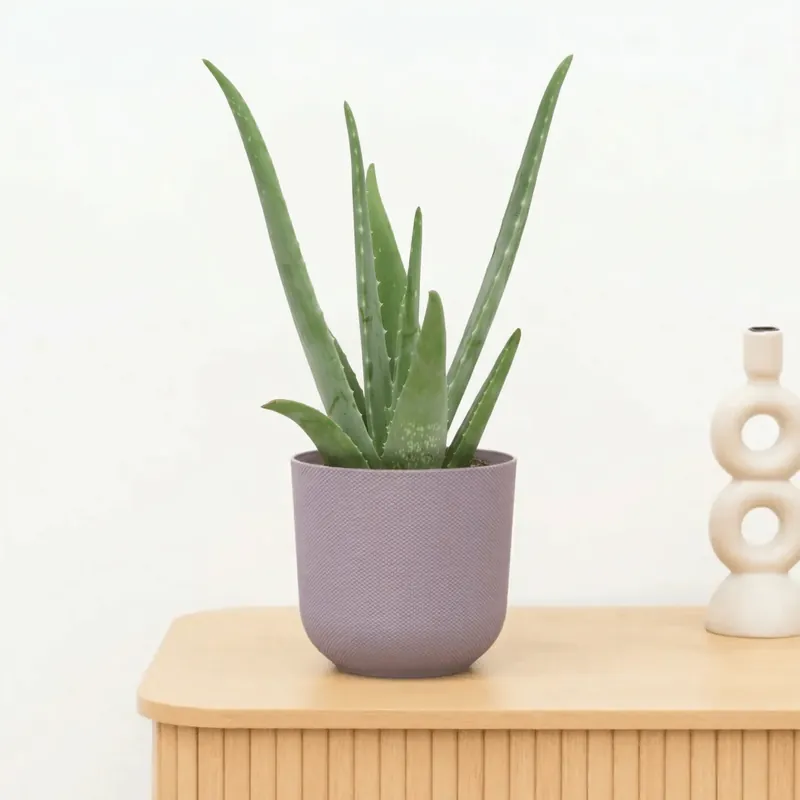Aloe Vera - 40 cm | Koop vandaag