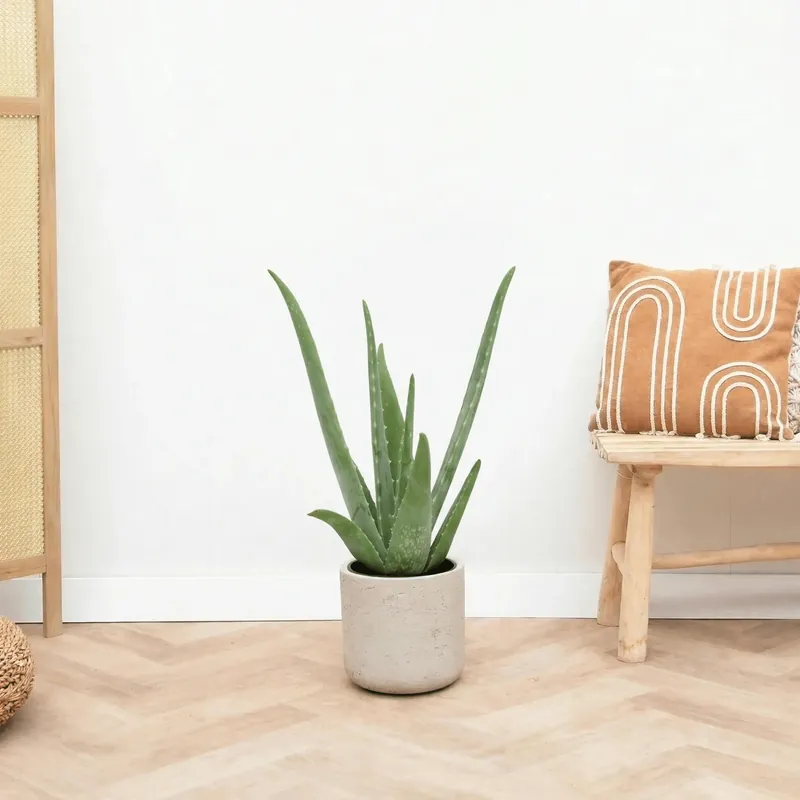 Veel voordeel - Aloe Vera - 65 cm