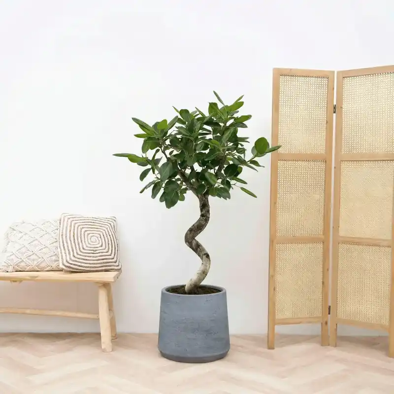 Nog maar een paar beschikbaar - Ficus Benghalensis Audrey spiraal - 150 cm
