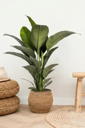 Voorraad bijna op - Spathiphyllum - 120cm