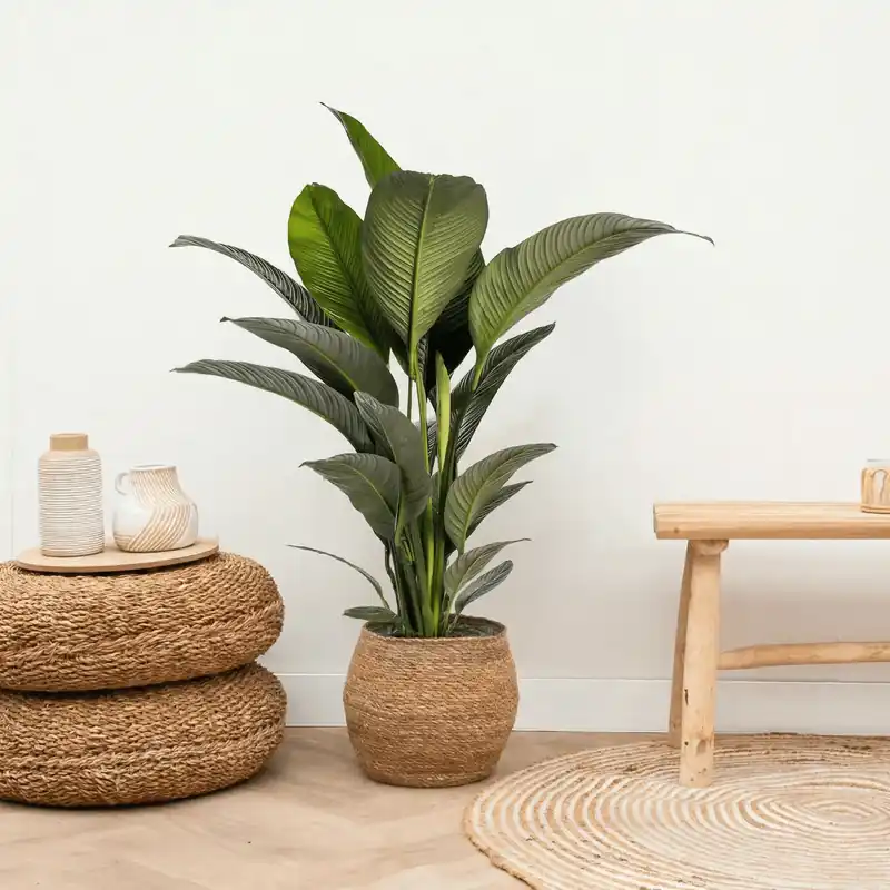 Voorraad bijna op - Spathiphyllum - 120cm