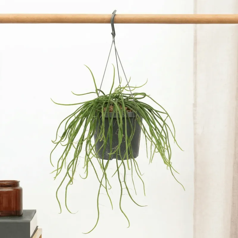 Selenicereus wercklei hangpot - 25cm - Nieuw in de shop
