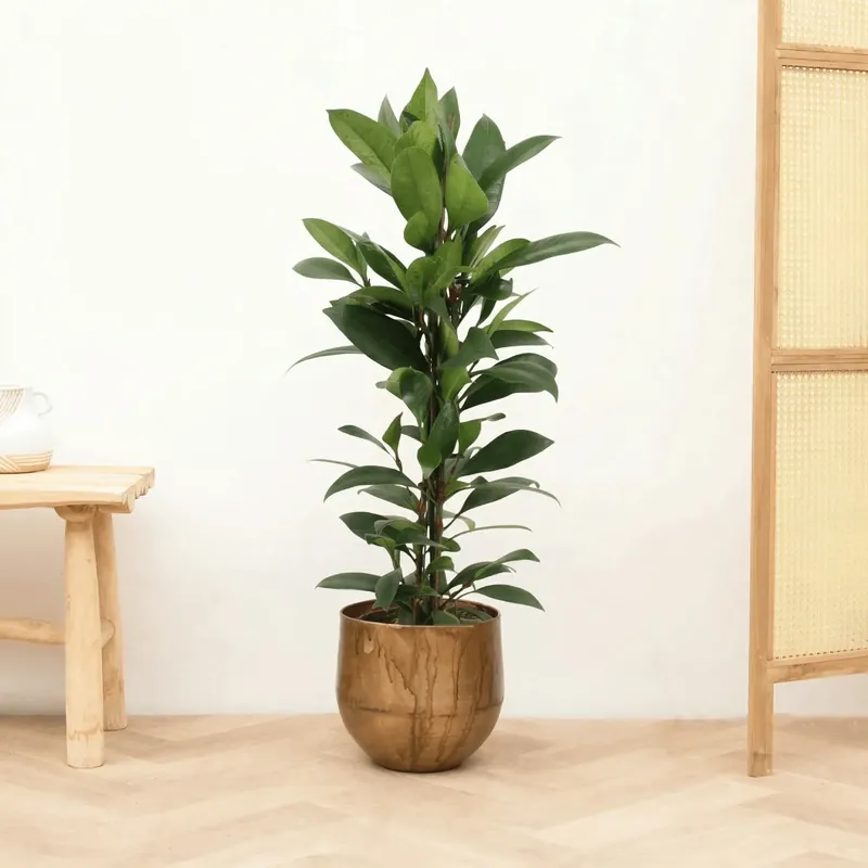 Ficus Cyathistipula struik - 100 cm | Scherpe prijs