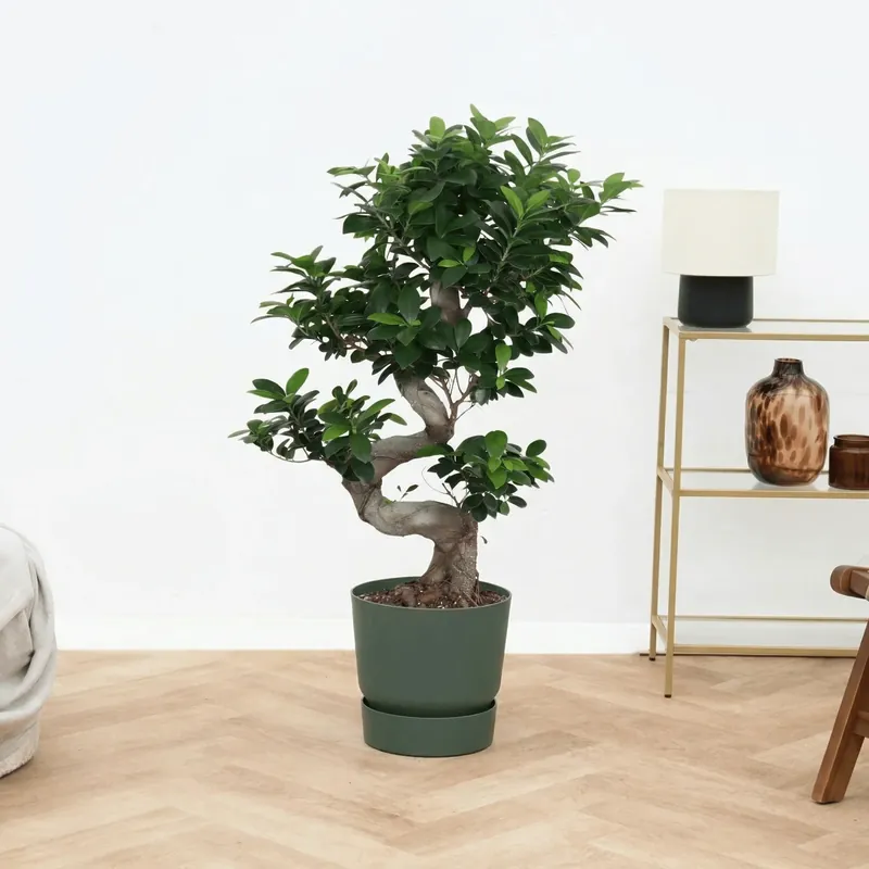 Sale | Ficus Microcarpa Ginseng s-vorm - 100 cm