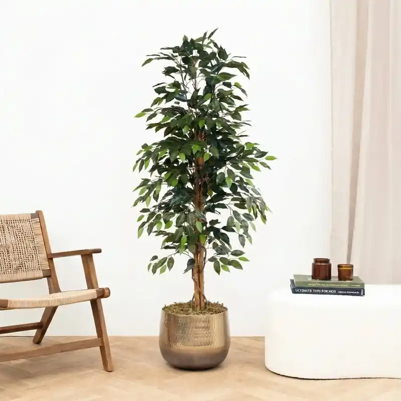 Koop vandaag | Kunst Ficus Benjamina - 160cm