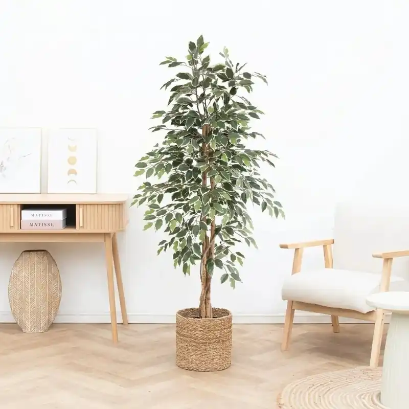 Kunst Ficus benjamina variegata - 160cm - Online kopen