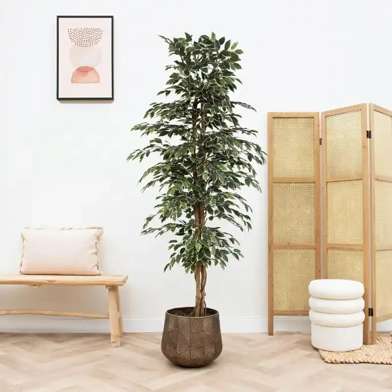 Kunst Ficus benjamina variegata - 205cm | Bestelbaar