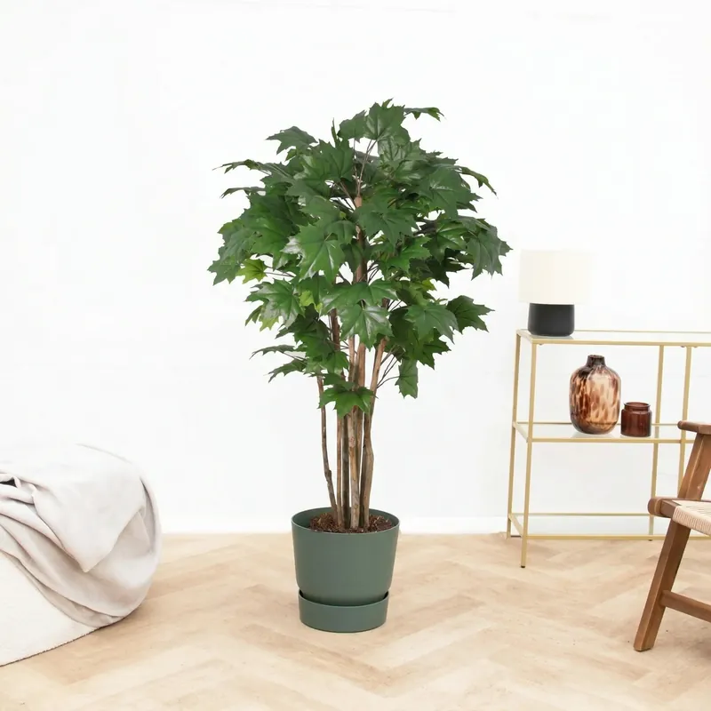 Makkelijk bestellen | Kunst Oak tree - 170cm