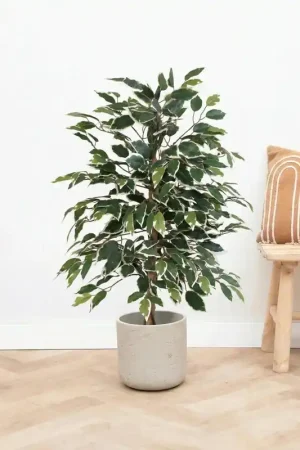 Voordeelprijs | Kunst Ficus benjamina variegata - 85cm