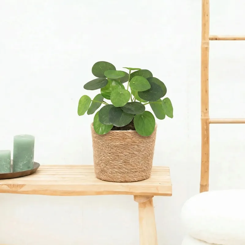 Prijs verlaagd - Kunst Pilea peperomioides - 17,5cm