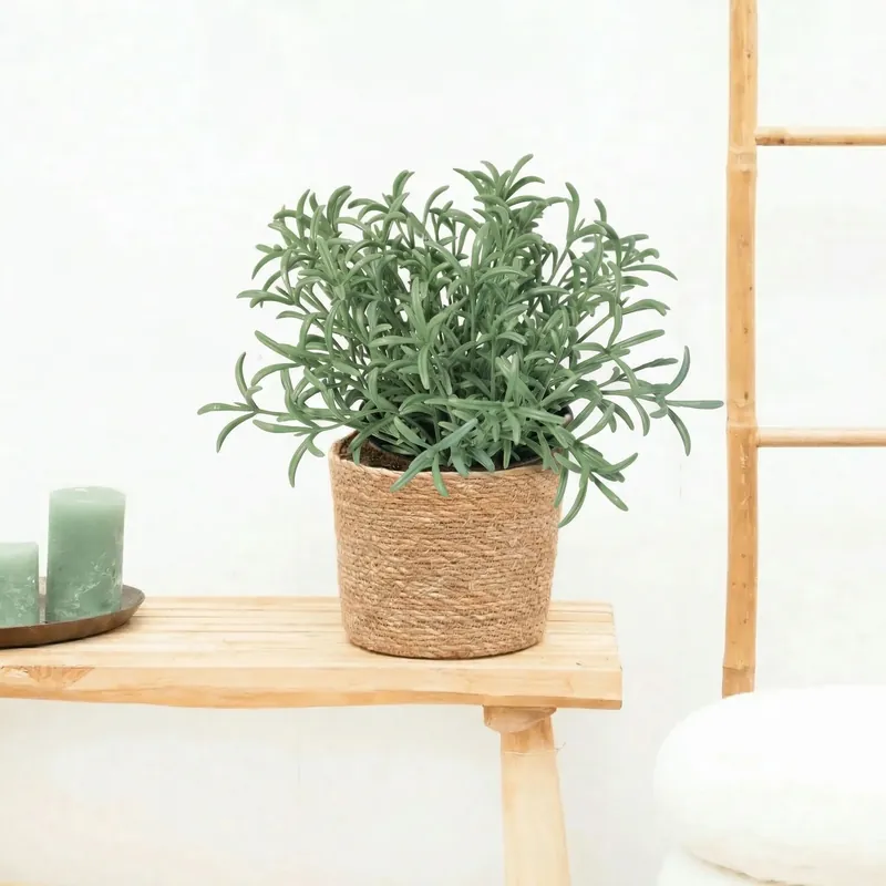 Tijdelijk aanbod - Kunst Helichrysum italicum - 18cm