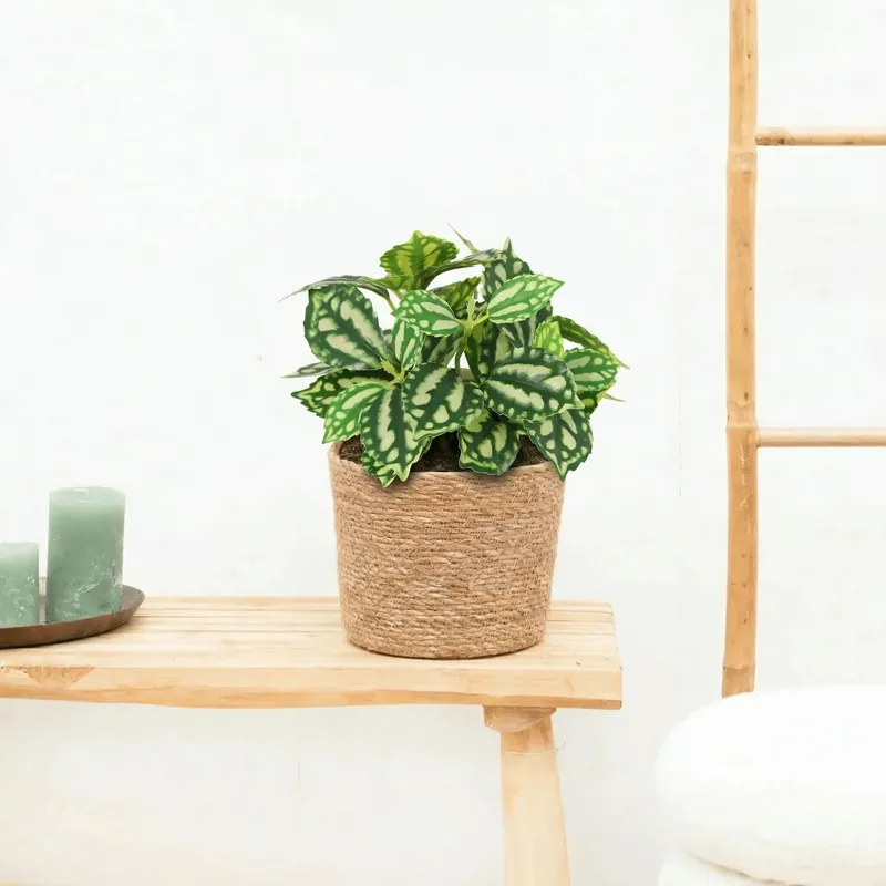 Dagdeal - Kunst Hoya green - 20cm