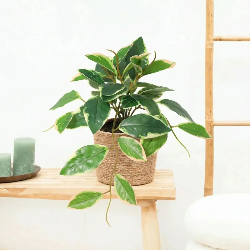 Kunst hang Hoya Variegata - 23cm - Mis het niet