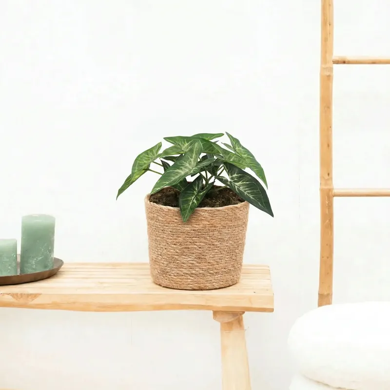 Scherpe prijs | Kunst Syngonium - 15cm