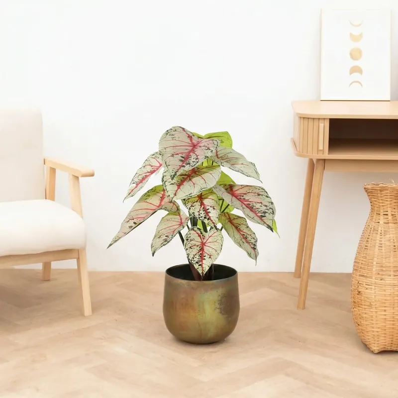 Nieuwe release | Kunst Caladium white / pink - 57cm
