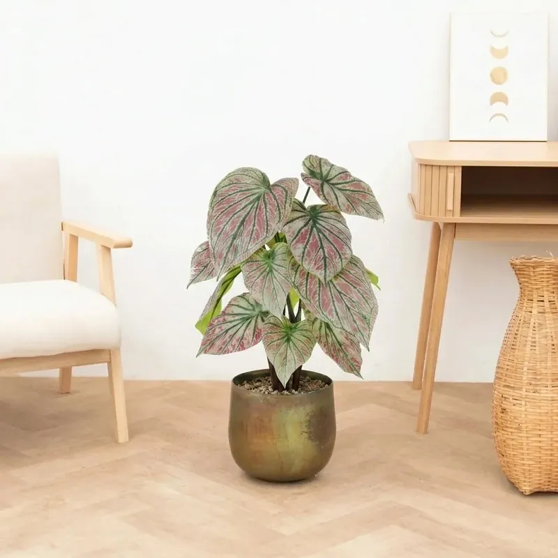 Tijdelijke actie - Kunst Caladium green / pink - 57cm
