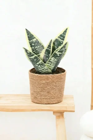Veilig winkelen | Kunst Sansevieria laurentii - 21cm