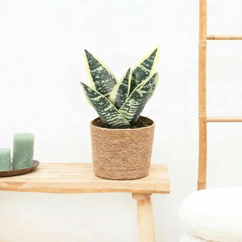 Veilig winkelen | Kunst Sansevieria laurentii - 21cm