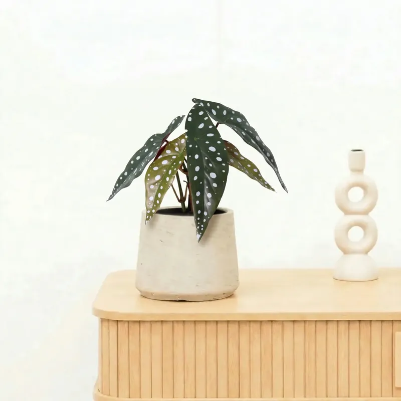 Kunst Begonia maculata - 24cm | Actie