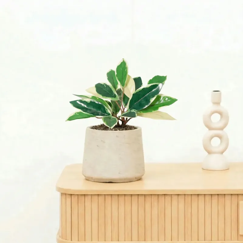 Nieuw binnengekomen | Kunst Hoya Variegata - 25cm
