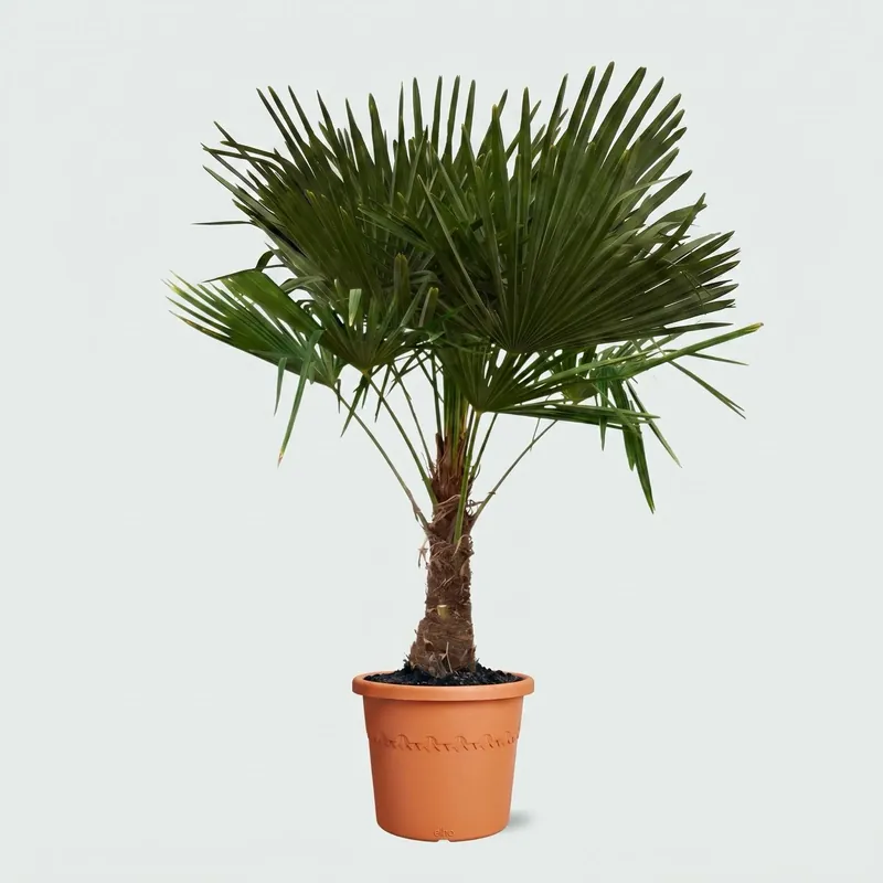 Pak je kans | Trachycarpus Fortunei - 165cm