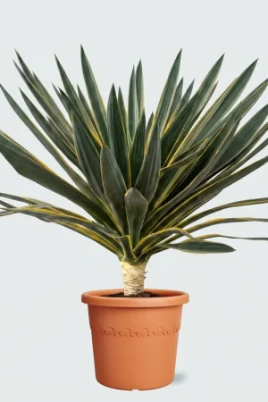 Voordeelprijs - Yucca Gloriosa Variegata - 110cm