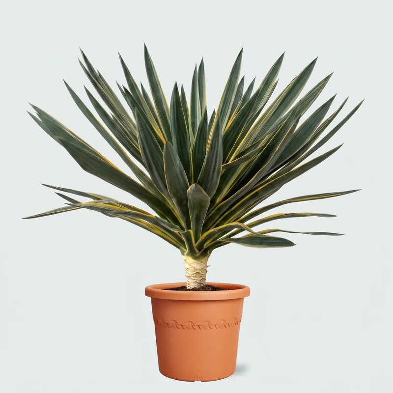 Voordeelprijs - Yucca Gloriosa Variegata - 110cm