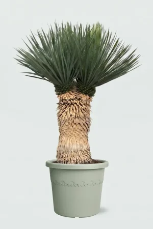 Actieprijs - Yucca Rostrata multi head - 120 cm