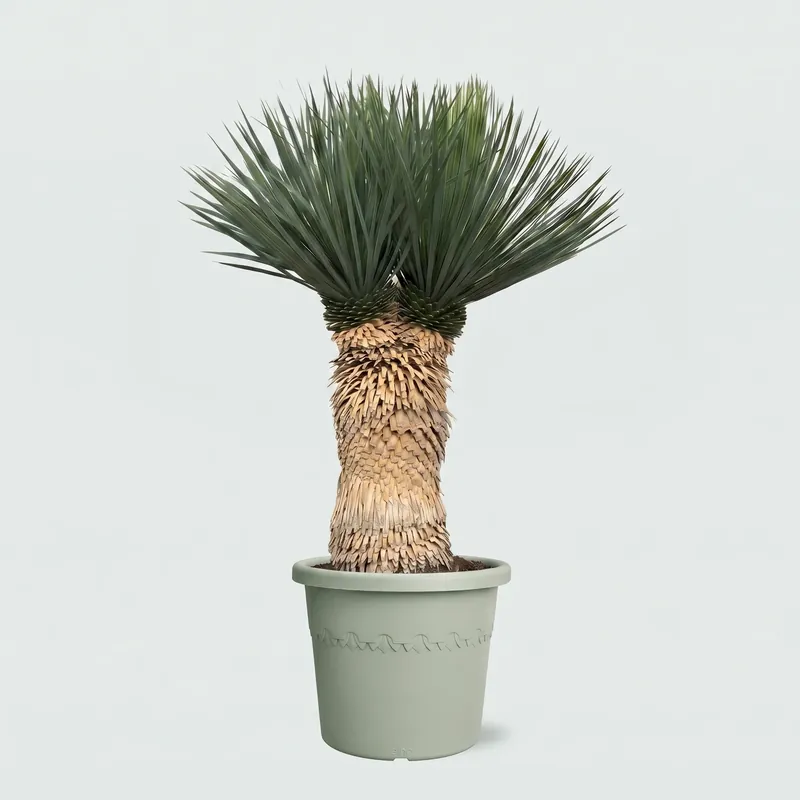 Actieprijs - Yucca Rostrata multi head - 120 cm