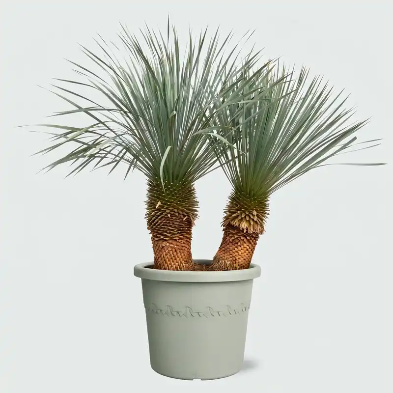 Korting - Yucca Rostrata dubbele stam - 150cm