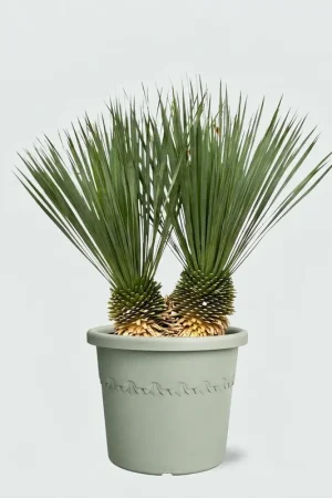Yucca Rostrata dubbele stam - 100cm - Koop vandaag